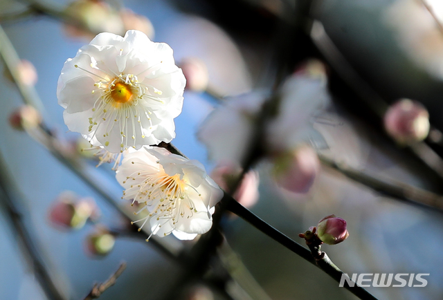 [제주=뉴시스]우장호 기자 = 낮 최고기온이 23.6도까지 오르는 등 포근한 날씨를 보인 7일 오전 제주시 연동의 한 주택가 담벼락에 봄꽃인 홍매화가 피어 눈길을 끌고 있다. 2020.01.07. woo1223@newsis.com