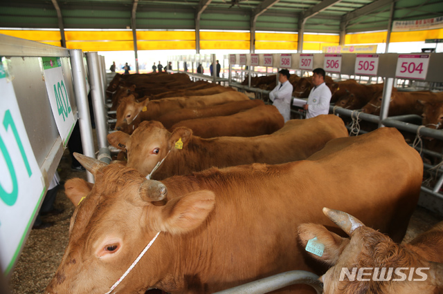 [함평=뉴시스] 함평 우시장. (사진=함평군 제공) photo@newsis.com 