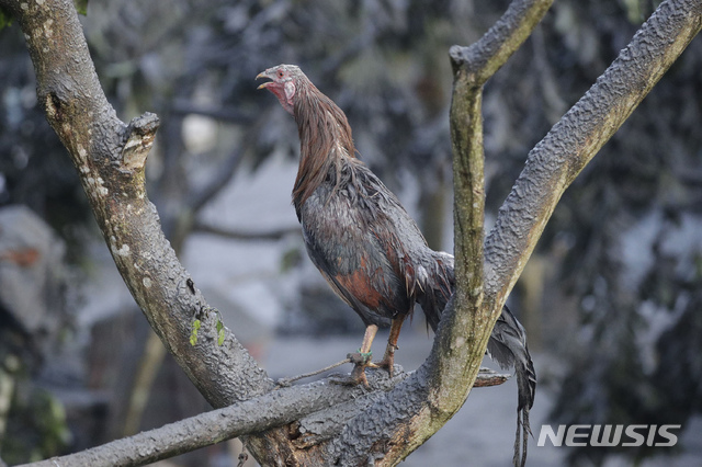 [타가이타이(필리핀)=AP/뉴시스]12일(이하 현지시간) 필리핀 수도 마닐라 남부 카비테주 타가이타이의 탈(Taal) 화산이 폭발한 후 13일 화산재를 뒤집어쓴 인근 마을의 수탉 한 마리가 나뭇가지에 올라가 있다. 2020.01.13.