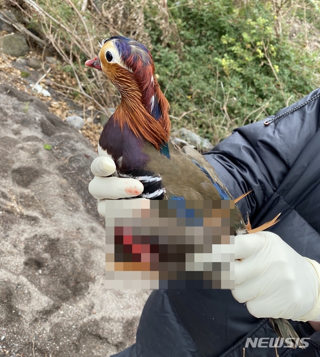 [제주=뉴시스]제주대 야생동물구조센터 관계자가 지난 11일 제주 서귀포시 강정천 중상류 부근에서 날개가 부러진 상태로 발견된 원앙을 구조하고 있다. (사진=독자제공) 2020.01.14. photo@newsis.com