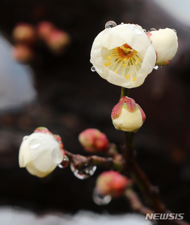 [제주=뉴시스]우장호 기자 = 한라산에 대설주의보가 내려진 지난 14일 오후 제주시 연동의 한 주택가에 핀 매화에 빗방울이 맺혀 있다. 2020.01.14. woo1223@newsis.com