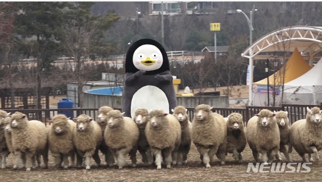 [서울=뉴시스] 안성팜랜드에서 양떼를 몰고 있는 펭수.(사진=한국관광공사 제공) 2020.1.15 photo@newsis.com