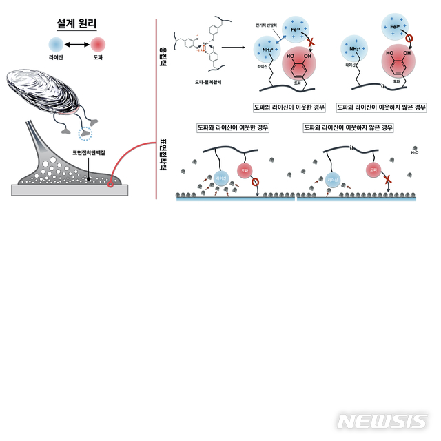[포항=뉴시스] 강진구 기자 = 포스텍(총장 김무환)은 화학공학과 차형준, 한정우 교수, 신민철 석박사통합과정 대학원생 연구팀이 KIST 김낙균 박사와 공동연구를 통해 홍합 수중접착의 비밀을 풀었다고 15일 밝혔다.사진은 연구흐름도.(사진=포스텍 제공) 2020.01.15. photo@newsis.com