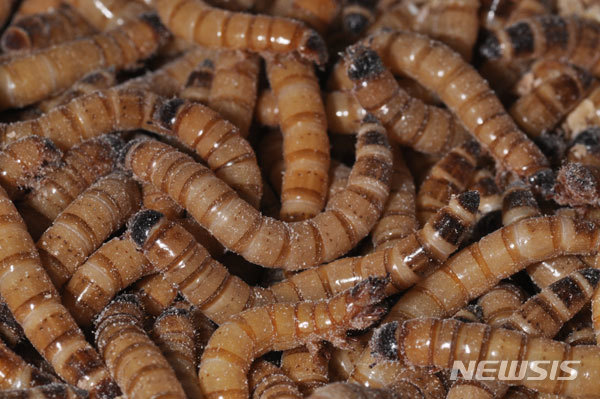 [서울=뉴시스] 아메리카왕거저리 유충(사진=식품의약품안전처 제공)
