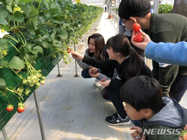  딸기농장의 수확체험 프로그램.