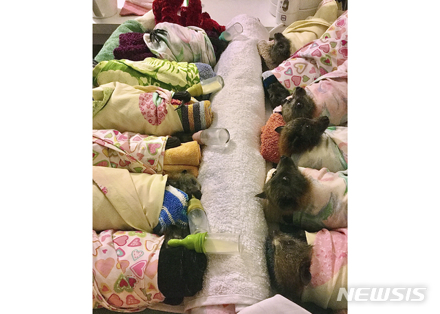 [우랄라=AP/뉴시스] 지난 8일 호주 북부 우랄라 지역에서 야생동물 보호단체가 어린 박쥐들에 먹이를 먹이고 있다. 중국 후베이(湖北)성 우한(武漢)에서 시작된 신종 코로나바이러스의 진원은 '박쥐'로 추정되는 가운데 뉴욕타임스는 29일 박쥐와 바이러스에 대한 주의 깊은 연구가 필요하다고 보도했다. 2020.1.30.