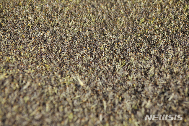 [살랄=AP/뉴시스]지난해 11월3일(현지시간) 촬영한 이 사진에서 사막 메뚜기 떼가 소말리아 살랄 지역 마을 땅을 뒤덮고 있다. 25년 만에 재앙 수준으로 창궐한 메뚜기 떼가 동아프리카 전역으로 확산되며 식량 위기 우려를 낳고 있다. 2020.2.13.