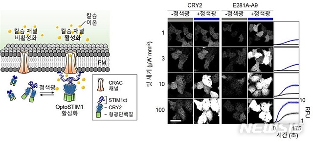 [대전=뉴시스] 옵토스팀원(OptoSTIM1)과 몬스팀원(monSTIM1)기술의 세포 내 칼슘 농도 관계. 두 기술은 머리에 청색 빛을 비춰 뇌신경세포 내 칼슘 농도를 조절하는 기술로 옵토스팀원에서 사용된 광수용체 단백질(CRY2 단백질)의 빛에 대한 민감도를 55배 증가시킨 몬스팀원(monSTIM1) 기술을 이용하면 낮은 강도의 빛에서도 칼슘이 증가한다.