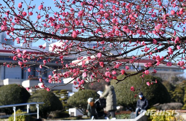 [부산=뉴시스] 하경민 기자 = 부산지역 낮 최고기온이 평년 대비 3도 가량 높은 10.3도를 기록한 21일 부산 남구 유엔기념공원에서 홍매화가 꽃망울을 활짝 터뜨려 시민들의 눈길을 사로잡고 있다. 2020.01.21. yulnetphoto@newsis.com