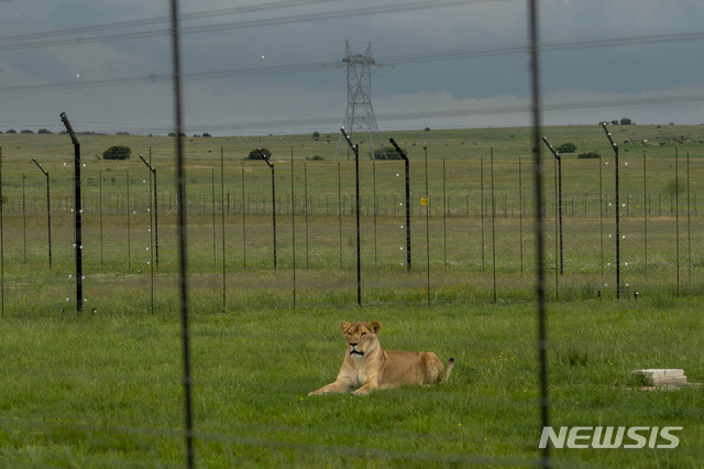 파키스탄 10대 소년, 실종 하루만에 사자 우리서 유해로 발견