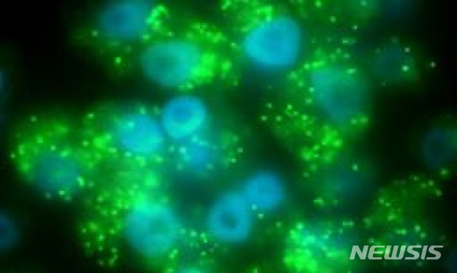 [세종=뉴시스] 볼바키아의 형광현미경 사진. 숙주 세포의 핵(파란색)과 세포질에 있는 볼바키아(연두색). (사진=환경부 제공) 2020.01.29. photo@newsis.com