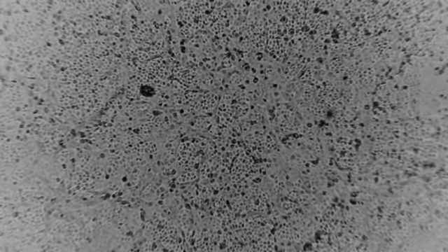 [서울=뉴시스]호주 멜버른 소재 피터 도허티 면역·감염 연구소가 29일 성명을 내고 "과학자들이 환자 샘플로부터 우한 코로나바이러스를 성공적으로 배양했다"고 밝혔다. (사진출처=피터도허티연구소 홈페이지 캡처) 2020.01.29.