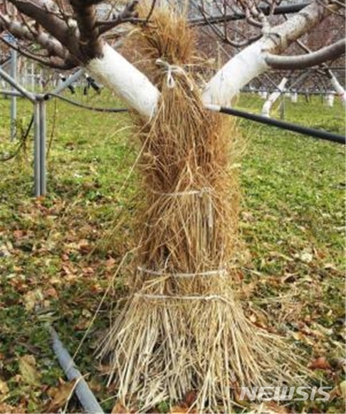 [안동=뉴시스] 볏짚 피복. (사진=경북도 제공) 2020.01.30