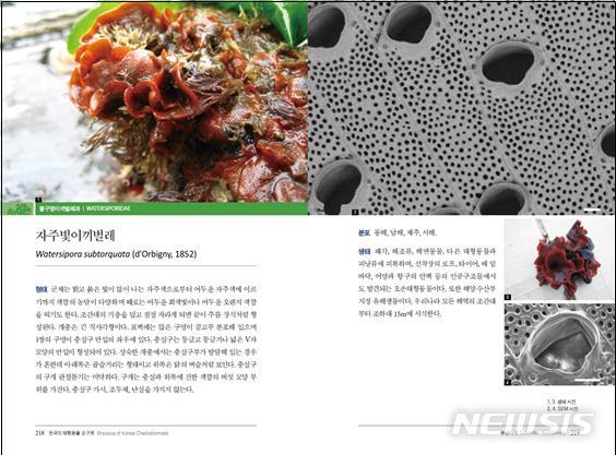 [세종=뉴시스] '한국의 태형동물(순구목)' 중 자주빛이끼벌레 정보. (사진=국립생물자원관 제공) 2020.01.30. photo@newsis.com