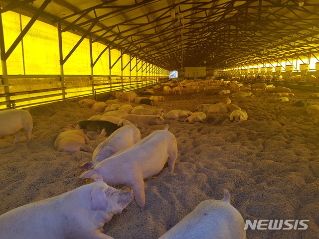 [안동=뉴시스] 경북 군위군 부계면의 한 돼지농장. (사진=뉴시스 DB) 2024.06.15