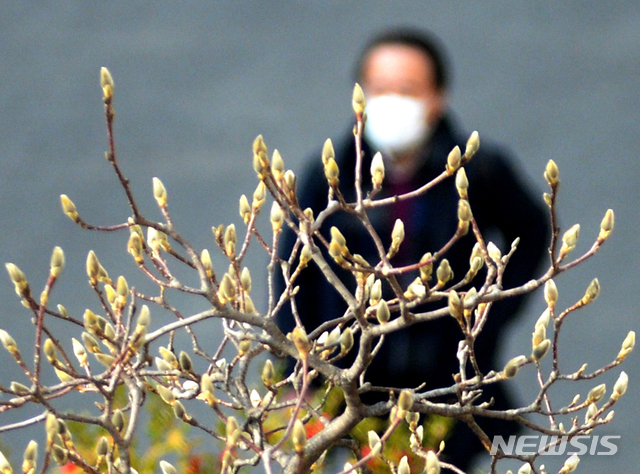 [전주=뉴시스] 김얼 기자= 전국적으로 따뜻한 봄 날씨를 보인 지난달 한 대학교 교정의 목련 나무가 연초록색 몽우리를 맺고 있다. 2020.02.10.pmkeul@newsis.com