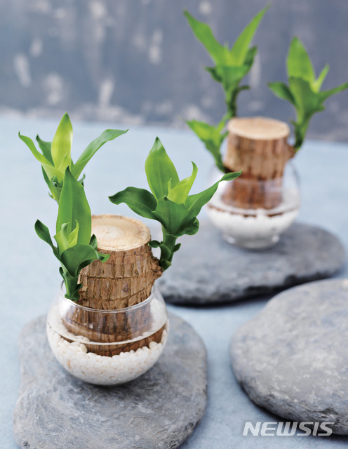 꽃보기 힘든 '행운목 꽃' 피더니…연금복권 21억원 당첨