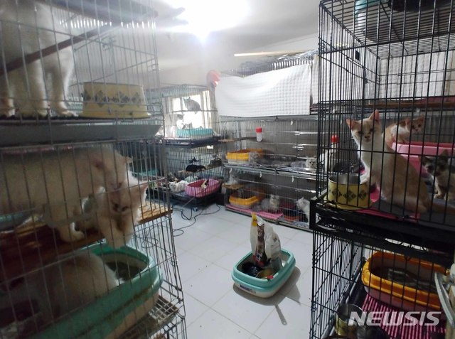 [부산=뉴시스] 부산 수영구의 한 주택에서 고양이 400여 마리가 철제 우리에 갇힌 채 발견됐다. (사진=부산경찰청 제공)