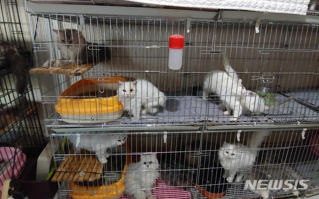 주택서 철제 우리에 갇힌 고양이 400마리 발견…경찰 수사