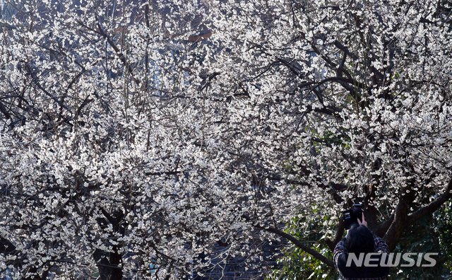 [부산=뉴시스] 하경민 기자 = 낮 최고기온이 18.1도를 기록하면서 포근한 날씨를 보인 14일 오후 부산 수영구 수영사적공원을 찾은 한 시민이 활짝 핀 매화를 휴대전화로 촬영하고 있다. 2020.02.14. yulnetphoto@newsis.com