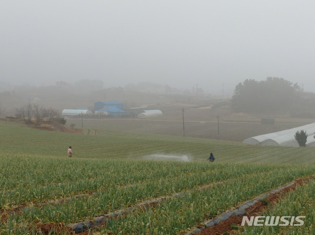 부안 농기센터, 양파 노균병 우려…적기 방제해야