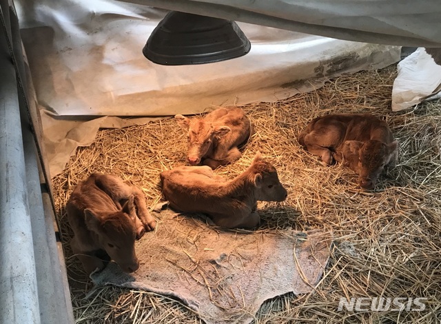 충남도 축산기술연구소, 한우 송아지 친자감정 분석 추진