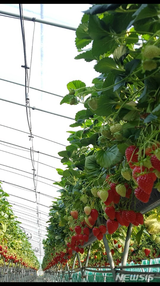 봄철 영양만점 과일은 '딸기' 