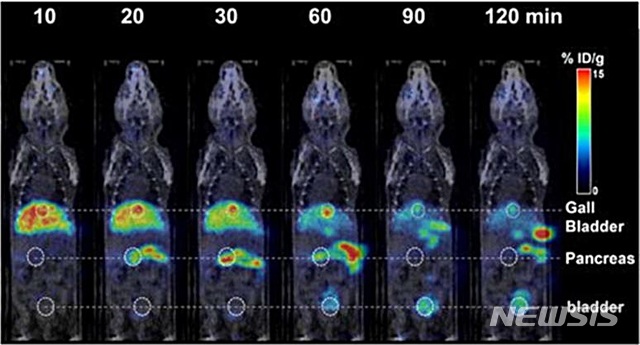 PiF를 이용한 PET/CT 이미지. PiF의 불소 원자에 방사성동위원소를 부가한 PET 영상용 조영제를 꼬리 정맥주사로 투여하면 30분 만에 췌장에 도달하고 60분 이후 빠르게 몸 밖으로 배출된다.