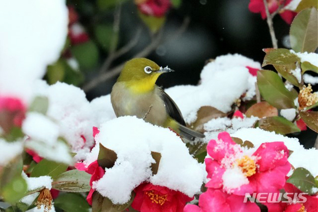 [신안=뉴시스] 동박새와 애기동백. (사진=신안군 제공) 2020.02.25. photo@newsis.com