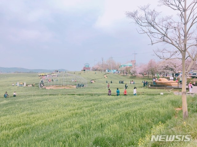 전북 고창청보리축제 전경.
