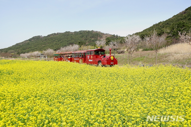 전북 고창고인돌공원 유채꽃.