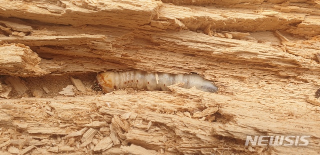 졸참나무 고사목 안에 있는 장수하늘소 유충