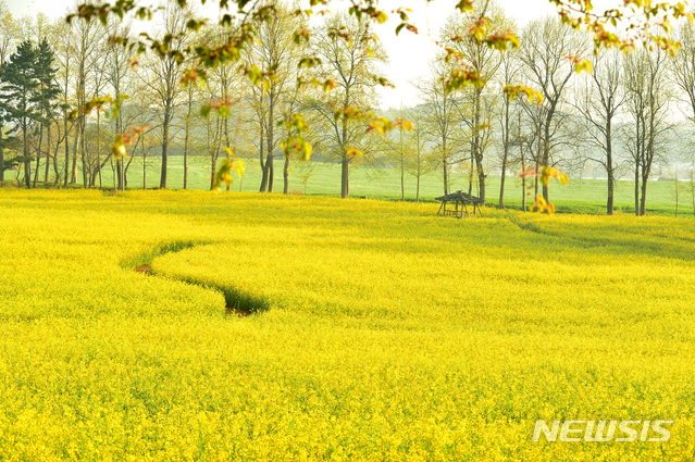 전북 고창군 공음면 학원농장 청보리밭·유채꽃밭.