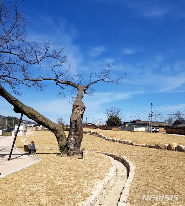 [나주=뉴시스]이창우 기자 = 옛 나주읍성(羅州邑城) 서성벽이 일제에 의해 파괴 된지 111년여 만에 옛 윤곽을 드러낸 가운데 수백 년 된 팽나무 아래 여행자를 위한 포토존 겸 휴게용 의자가 눈에 띈다. 2020.03.15. lcw@newsis.com