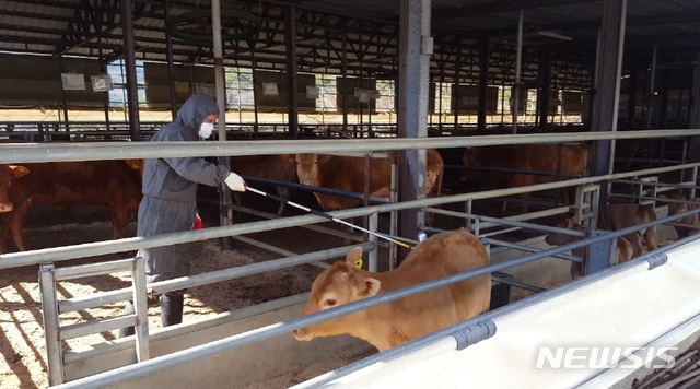 밀양시, 한우 등 소 2106마리 구제역 백신 접종