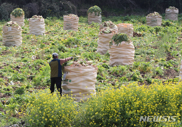 [제주=뉴시스] 제주 서귀포시 안덕면 인근 농지 월동무 수확 모습. (사진=뉴시스DB) photo@newsis.com