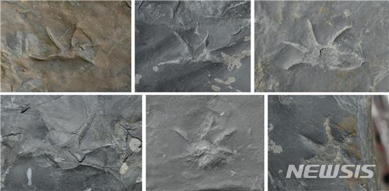 [진주=뉴시스] 진주층의 백악이 악어 앞 발자국 화석.