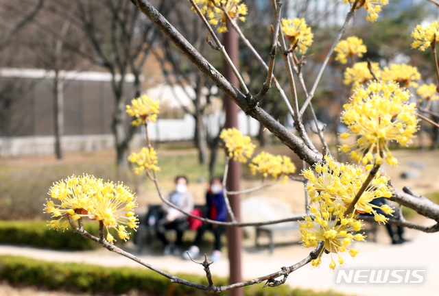 [서울=뉴시스] 전진환 기자 = 지난 21일 오전 서울 종로구 종묘공원에 핀 산수유꽃이 봄이 왔음을 알리고 있다. 2020.03.21. amin2@newsis.com