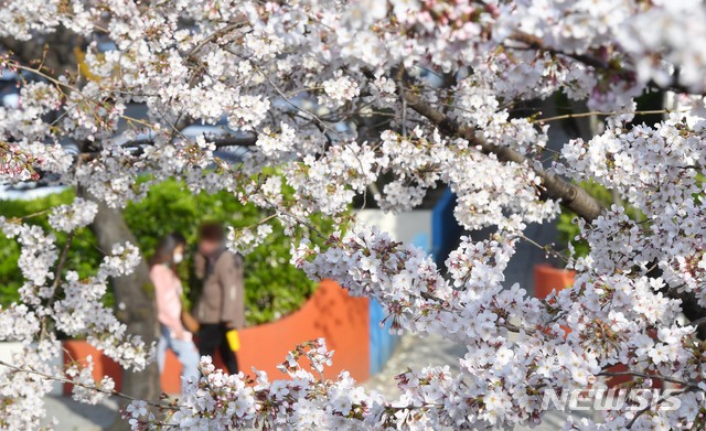 [부산=뉴시스] 하경민 기자 = 신종 코로나바이러스 감염증(코로나19)이 확산 중인 22일 부산 수영구 남천동의 한 아파트 단지에서 벚꽃이 활짝 펴 시민들의 눈길을 사로잡고 있다. 2020.03.22. yulnetphoto@newsis.com