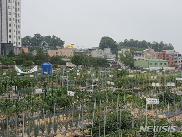   도시농장 텃밭.