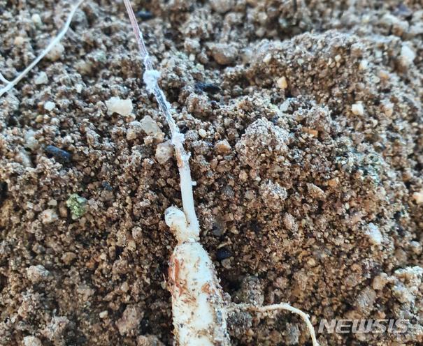 땅속 인삼 줄기에 깍지벌레가 월동한 것이 처음으로 발견됐다.