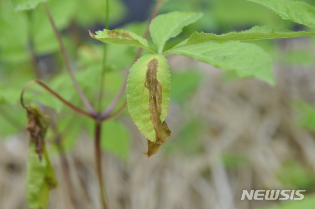 깍지벌레 등으로 생긴 인삼 점무늬병