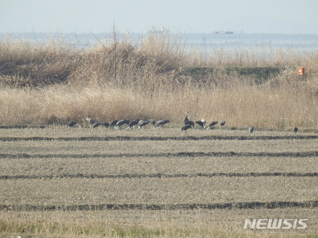 순천만 떠나는 흑두루미