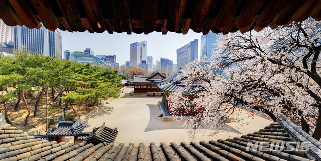 [서울=뉴시스]지난 25일 서울 중구 정동 덕수궁 석어당 앞에 살구꽃이 활짝 펴 있다. 덕수궁 석어당은 궁궐 전각으로는 보기 드문 2층 목조 건축물로, 해마다 봄이 되면 전각 앞 살구꽃이 만개한다. (사진=문화재청 제공) 2020.03.26. photo@newsis.com