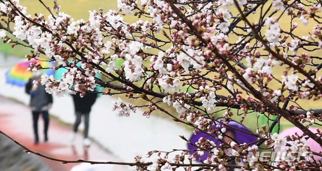 [서울=뉴시스]봄비가 내리고 있는 26일 경남 거창군 거창읍 거창터미널 앞 강변에서 우산을 쓴 아이들이 벚꽃이 핀 산책로를 거닐고 있다. (사진=거창군 제공)  2020.03.26. photo@newsis.com