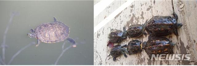 [세종=뉴시스]생태계교란 생물로 지정된 거북류 2종인 리버쿠터(좌), 중국줄무늬목거북(우). (사진=환경부 제공). 2020.03.29. photo@newsis.com