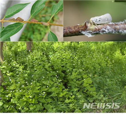 [세종=뉴시스]생태계교란 생물로 지정된 갈색날개매미충, 미국선녀벌레, 마늘냉이(왼쪽 상단부터). (사진=환경부 제공). 2020.03.29. photo@newsis.com