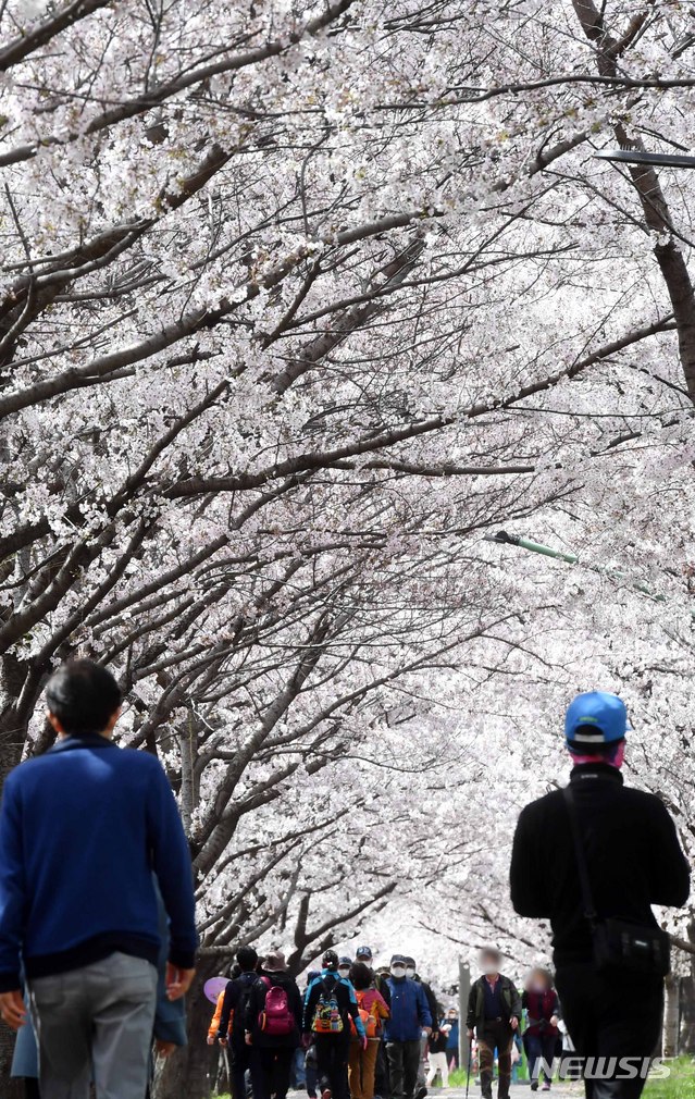 [부산=뉴시스] 부산 사상구 삼락생태공원 벚꽃길.