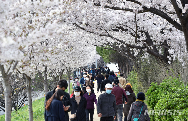 [대구=뉴시스] 이무열 기자 = 완연한 봄 날씨를 보인 29일 오후 대구 동구 금호강변 둔치에서 시민들이 활짝 핀 벚꽃 길을 산책하고 있다. 신종 코로나바이러스 감염증(코로나19) 사태가 장기화 되면서 인파가 몰리는 실내공간에 대한 기피는 여전하지만 야외 활동을 즐기려는 행렬은 점차 늘고 있다. 2020.03.29.lmy@newsis.com