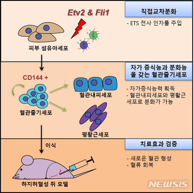 혈관줄기세포 제작과 동물실험에서 치료 효과 검증 과정을 보여주는 연구 그림